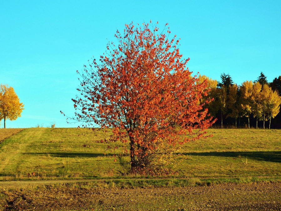Herbst, gras, holz, blätter, farben, himmel, landschaft