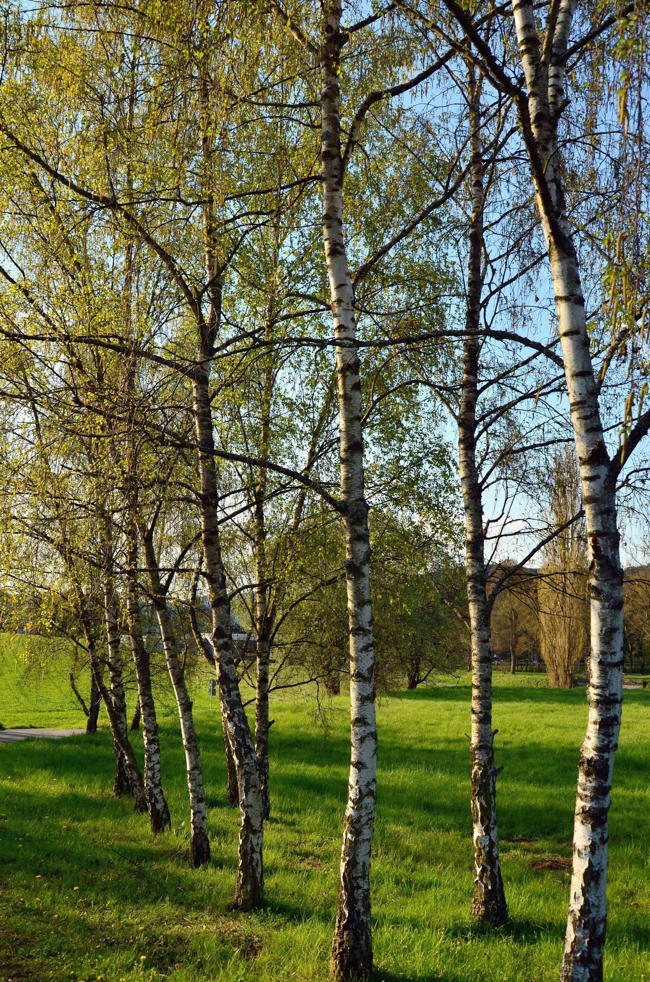 gambar gratis: birch, pohon, rumput, hutan, alam