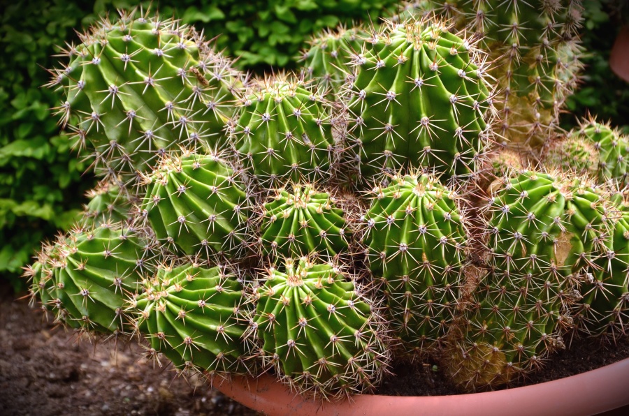Spina, cactus, vaso, pianta