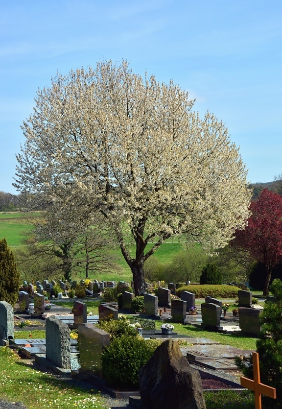 fa, fű, emlékmű, kereszt, temető