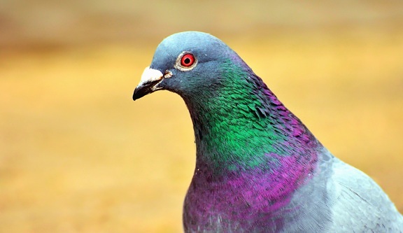 Pigeon, oiseau, plume, bec, coloré, couleur