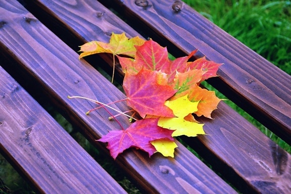 φθινόπωρο, χρώματα, πολύχρωμα, φύλλα, ξύλο, πάγκος