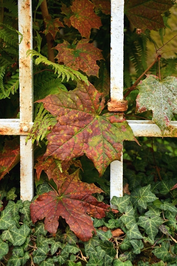 löv, murgröna, staket, metall, växt