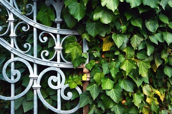 plant, fence, metal, ivy, leaf