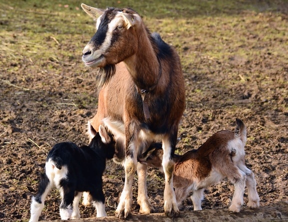 kambing, goatling, kawanan, hewan, bulu, hewan domestik