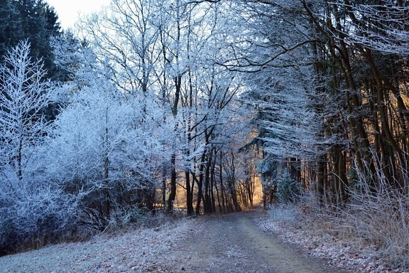 cesta, šuma, drvo, zima, snijeg, hladno, smrznuti