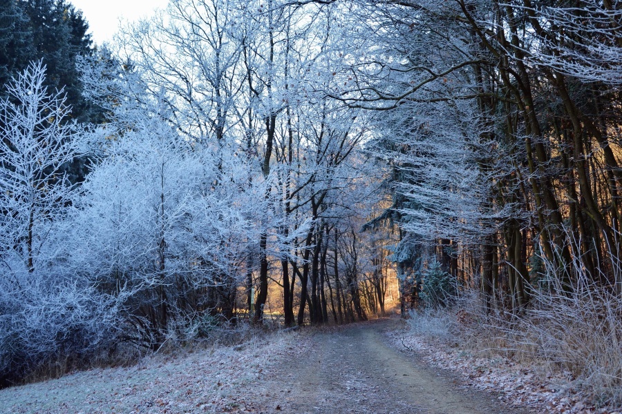road, forest, wood, winter, snow, cold, frozen