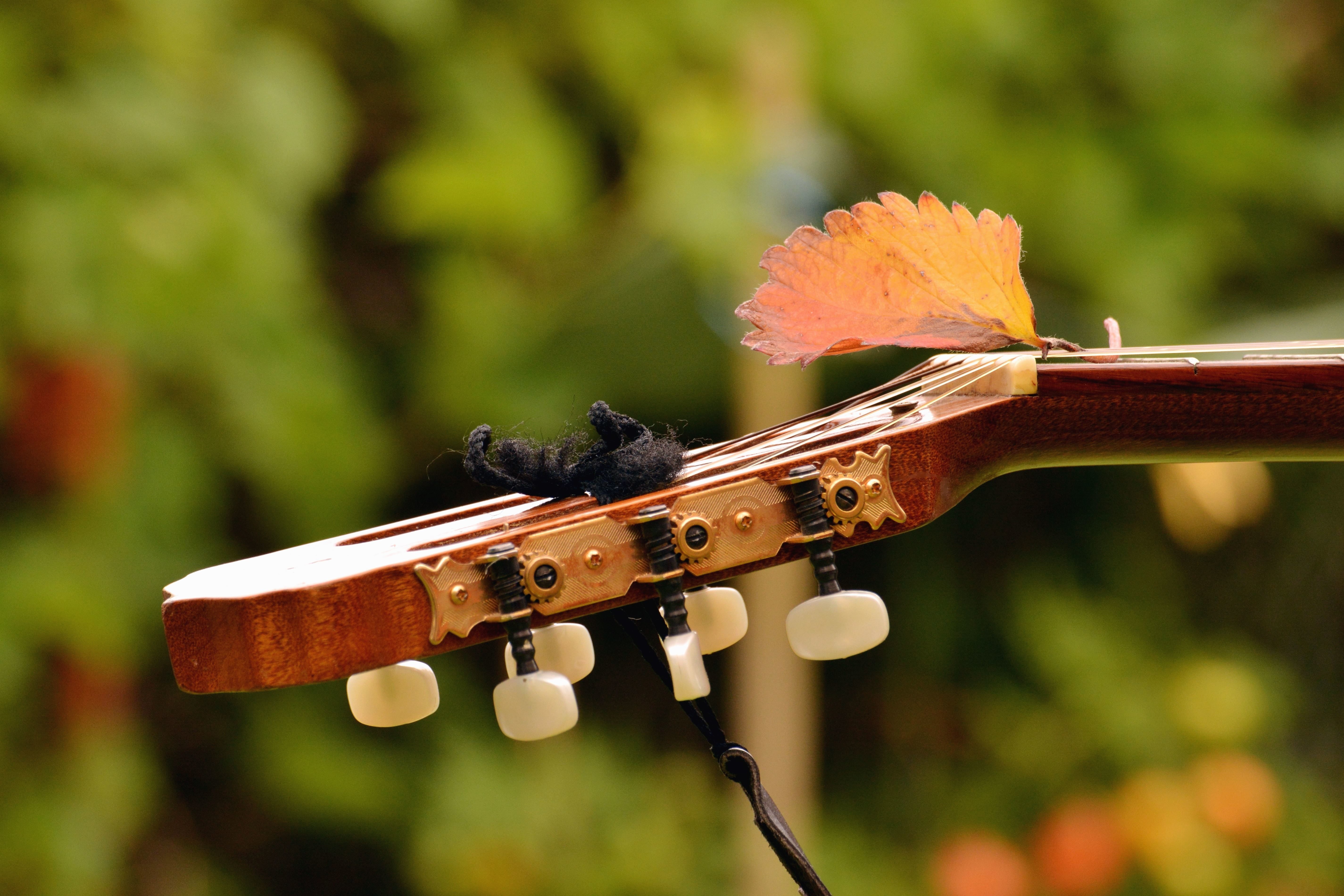 Музыка природы видео. Музыкальные инструменты на природе. Музыкальные инструменты осень. Гитара в осенних листьях. Гитары.