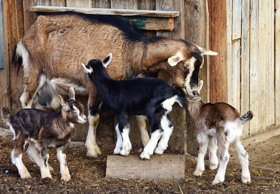 коза, животно, стадо, ограда, дървени