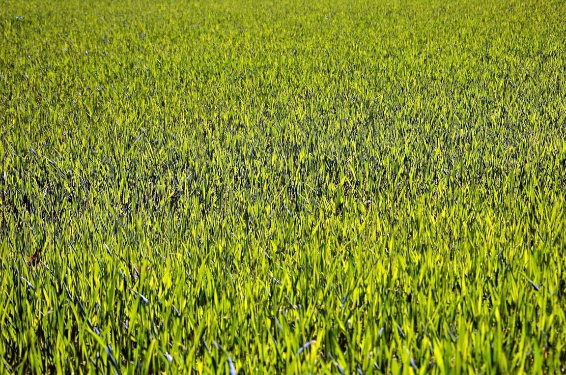 Free picture: plant, leaves, grains, field, agriculture