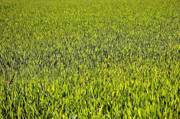 plant, leaves, grains, field, agriculture
