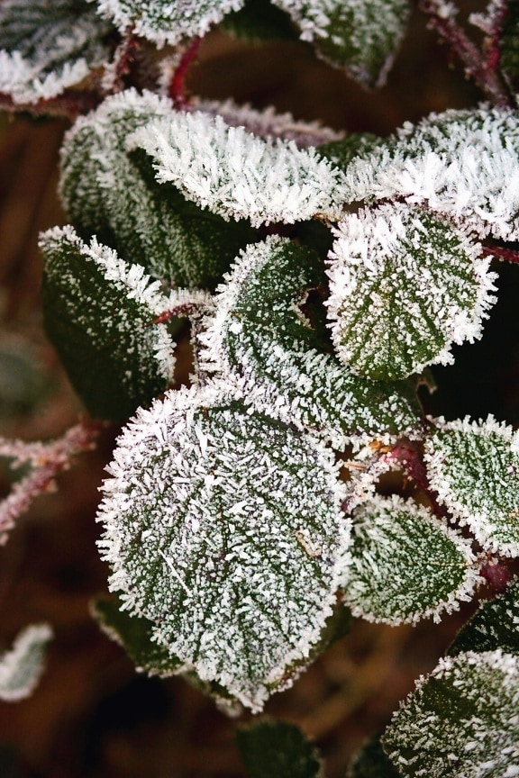 leaf, plant, frost, frozen, ice, winter