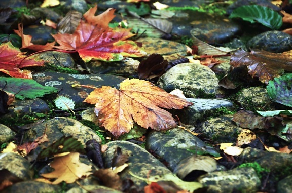 leaf, plant, autumn, color, colorful
