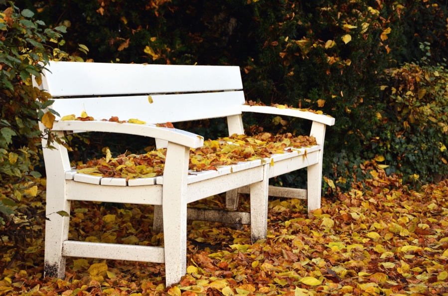 bench, leaf, autumn, tree, park