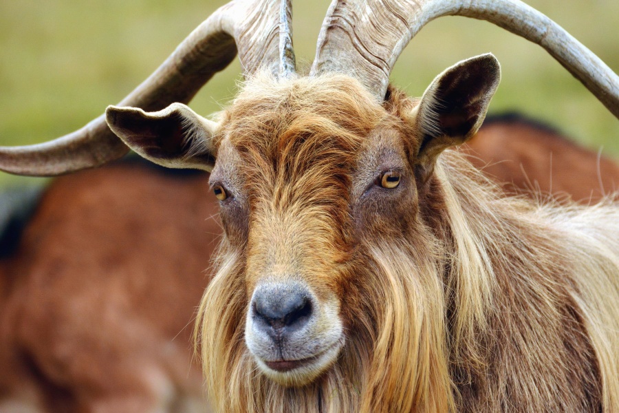 goat, antler, head, fur, eyes, muzzle