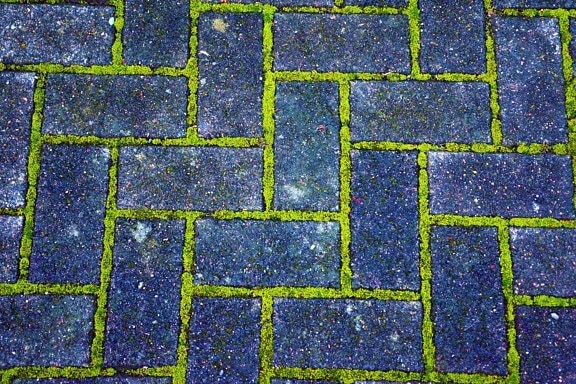 bricks, pavement, brick, moss, path, plant, texture