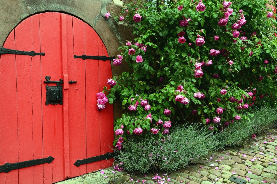 door, wood, wall, rose, flower, bush, petal, leaf