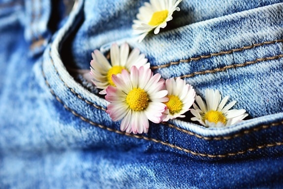 Daisy, flori, petale, blugi, stofa, pantaloni