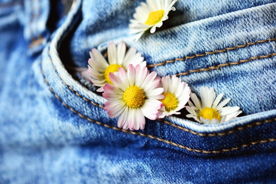 Daisy, bunga, kelopak, jeans, kain, celana