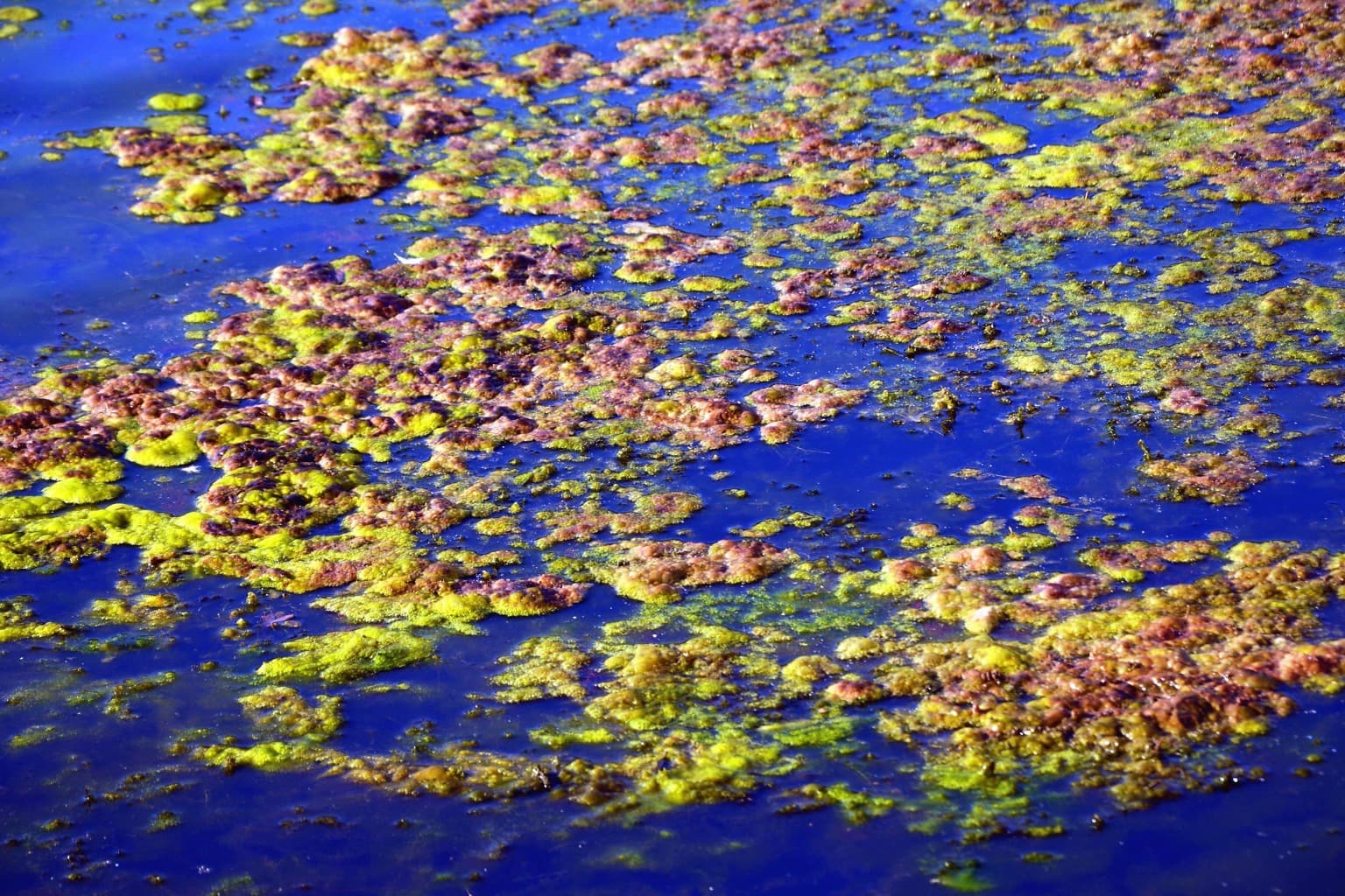 Огромные листья на воде. Водоросли. Листья водорослей. Красивые озерные водоросли.