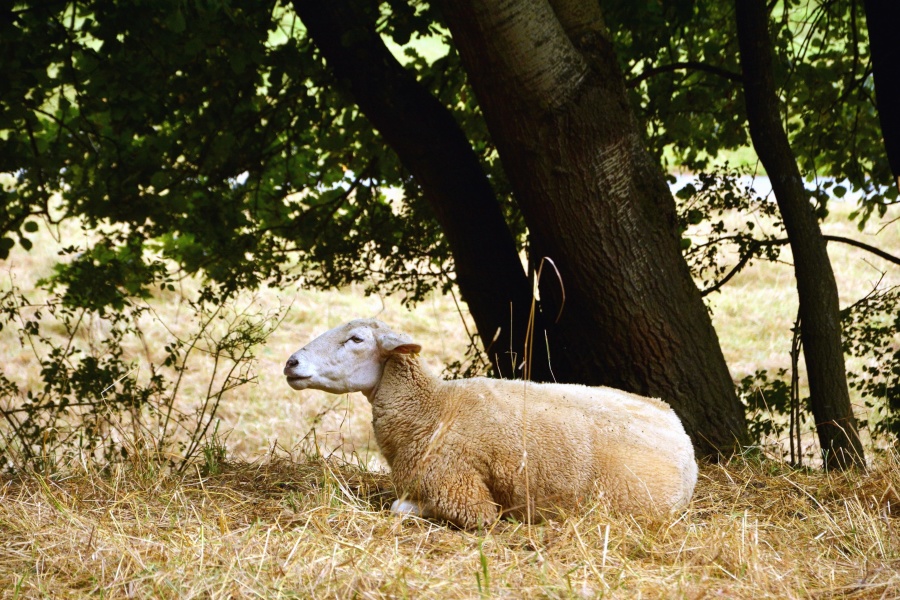 dry grass, sheep, tree, animal, wool