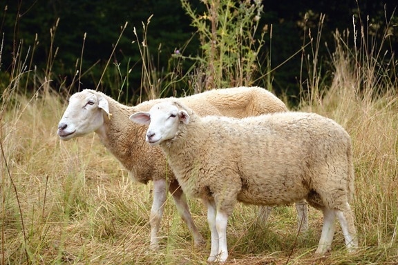 Pecore, prato, erba, cespuglio, lana, animale