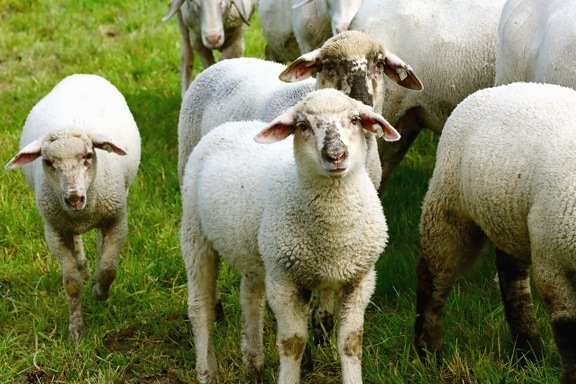 绵羊, 羊毛, 动物, 草, 牧群