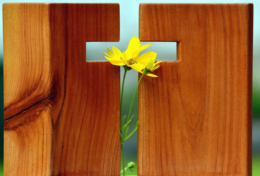 Cross, träd, blomma, kristendom, religion