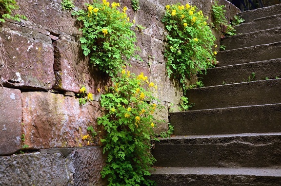 trappen, steen, muur, historische, planten