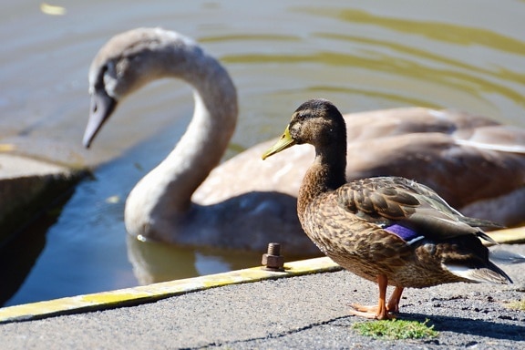 swan, water, lake, dock, bird, feathers, duck
