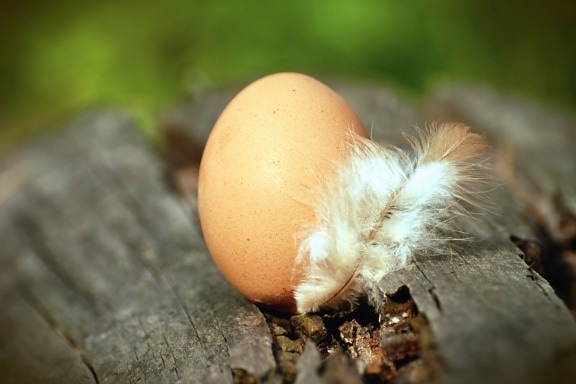 egg, chicken, feather, wood, food