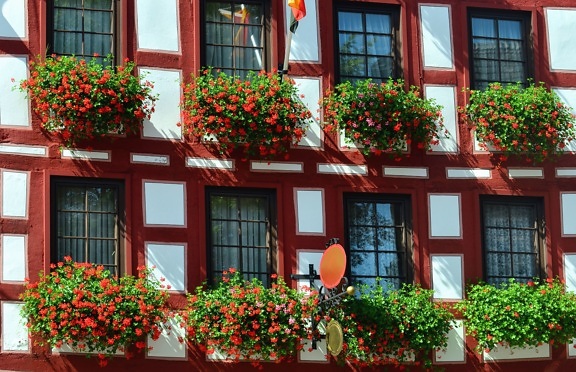 Fleur, pot de fleurs, maison, bâtiment, architecture, fenêtre, façade
