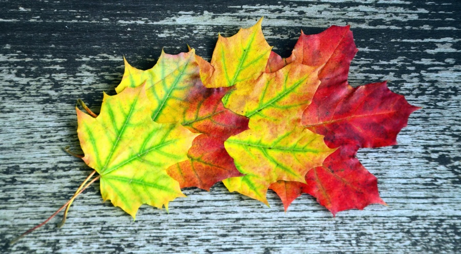 liść, tabela, roślin, jesienią, drewno, kolor