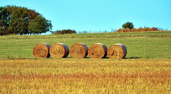 bales, straw, harvest, tree, sky, landscape, cereals