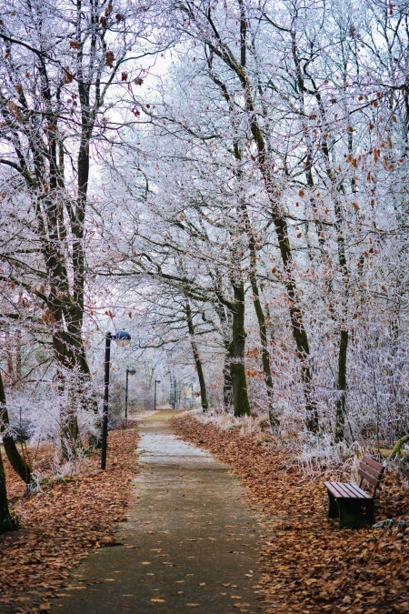 път, зима, дърво, листа, студена, замразени, пейка