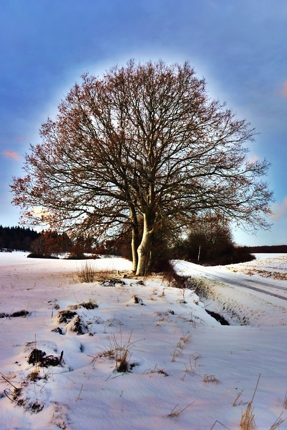 snow, winter, tree, cold, frozen, road, treetop
