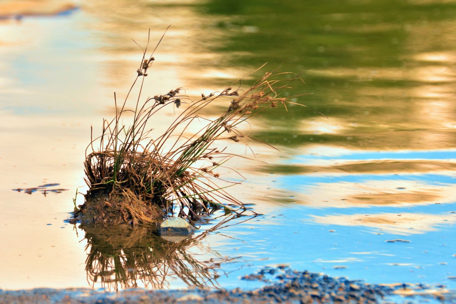 apa lacului, iarbă, plante, reflecţie
