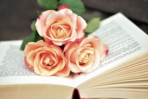 玫瑰, 书, 花, 爱, 花瓣, 植物, 阅读
