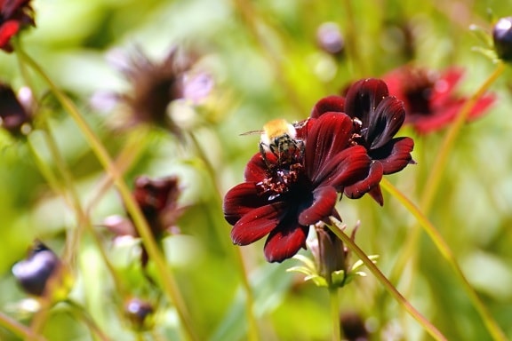 bumble bee, honey, haulm, flowers, petals, pollen, pollination