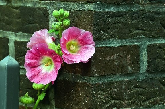 flower, bloom, petal, plant, wall, brick