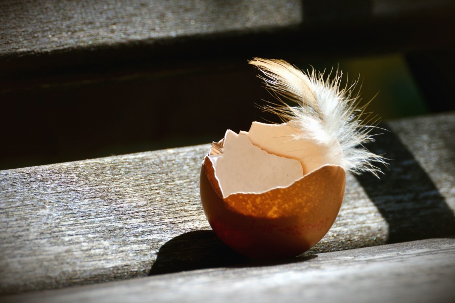 egg, chicken, feather, wood, bench