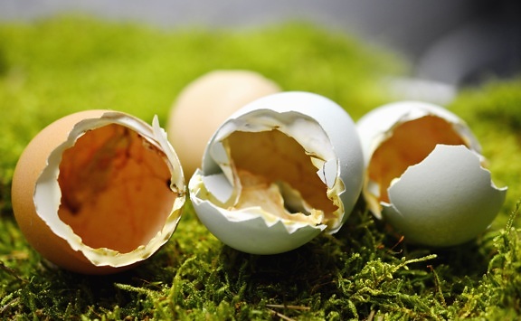 яйце, shell, курка, тварин, трава