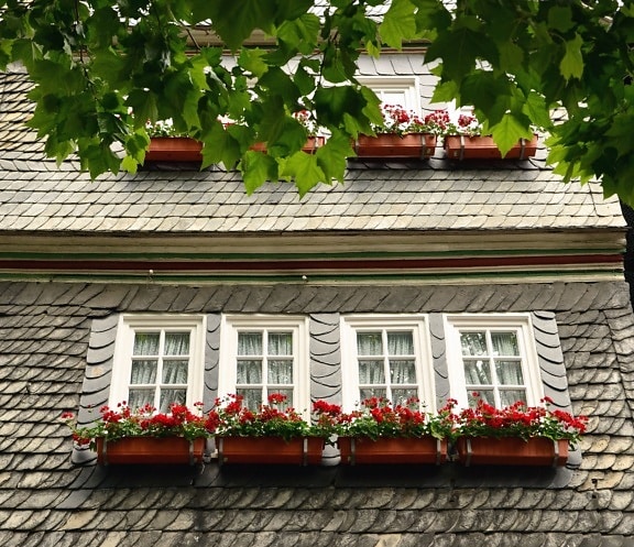 листа, дърво, сграда, архитектура, прозорец, фасада