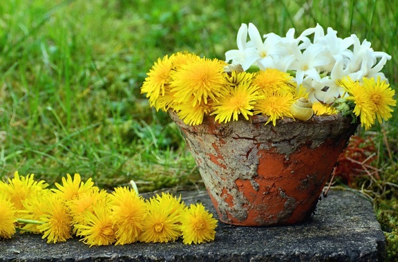 flowerpot, dandelion, flower, white flower, plant, grass