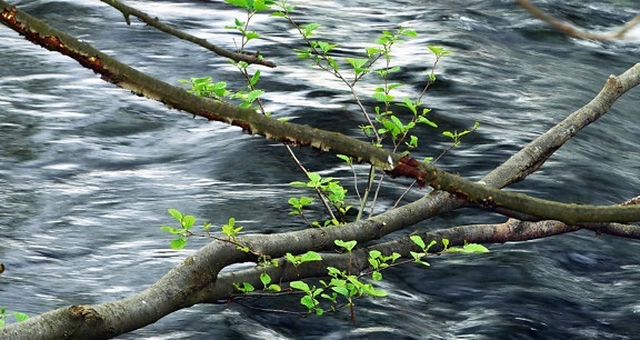 wood, leaves, river, water, branch