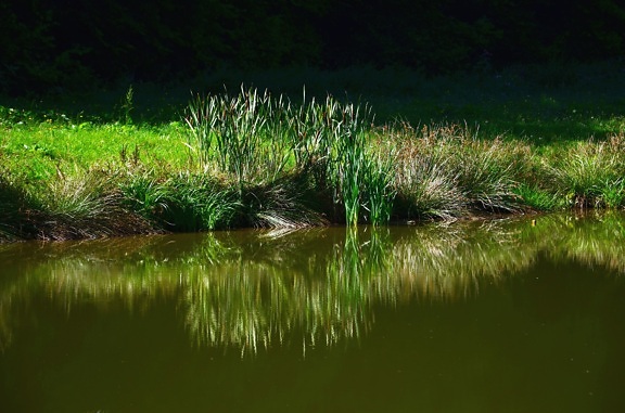 lake, coast, grass, water, reflection