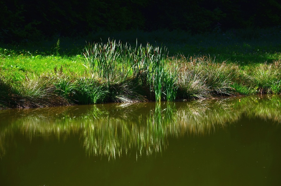 Lago, costa, hierba, agua, reflexión