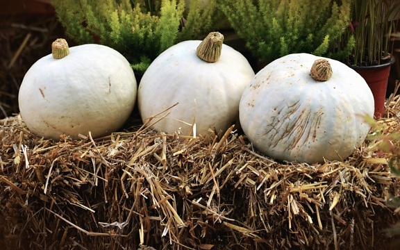 autumn, pumpkin, straw, vegetable, food