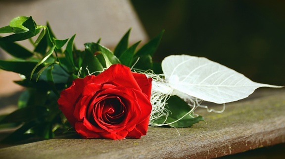Rosa, fiore, tavola, petalo, foglia