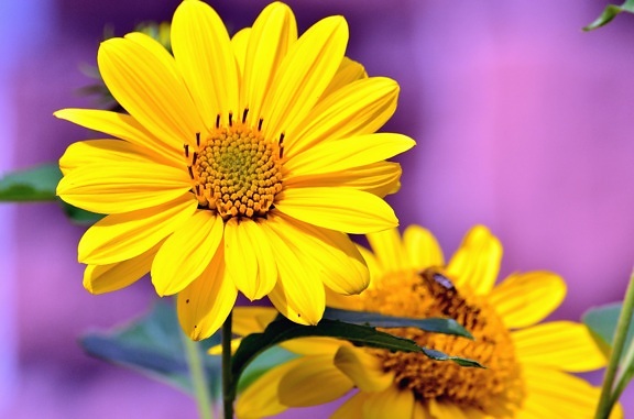 gul blomma, kronblad, blomma, blad, pistill, anther